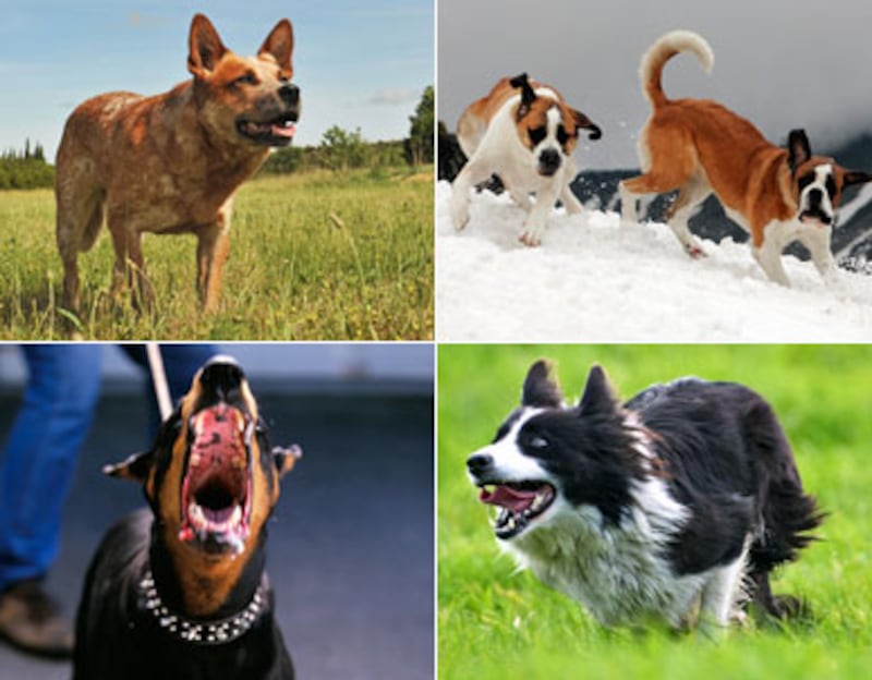 articles/2010/11/03/most-dangerous-dog-breeds/dangerous-dogs_137302_jzeyrz