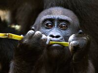 articles/2015/01/22/ebola-is-wiping-out-the-world-s-gorillas/160112-haglage-gorillas-tease_eewij5