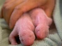 videos/2013/07/16/baby-panda-twins/130716-panda-twins-atlanta-zoo-vid-tease_lo41dg