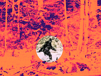 "A gif showing a thermal heat map illustration of Frame 352 from the Patterson Gimlin Bigfoot film from 1967, with a searching spotlight for Bigfoot."