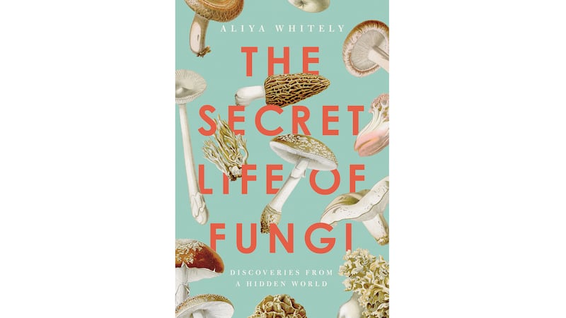 210915-secret-life-fungi-embed_y2cd9j