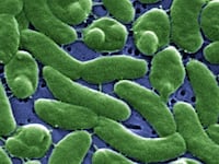 articles/2013/10/08/inside-florida-s-battle-with-the-flesh-eating-vibrio-vunlificus/131007-flesh-eating-bacteria-goddard-tease_v9hoik