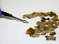 210319-dead-sea-scroll-tease_ghtolj