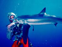 shark50653632161_7155bfec89_o_svxzc7