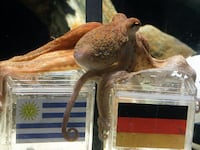 articles/2014/07/12/remembering-paul-the-psychic-octopus-germany-s-2010-world-cup-soothsayer/140711-octopus-shire-tease_s1ijiu
