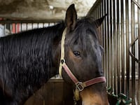 articles/2014/03/08/de-blasio-whipped-by-horse-lobby/140307-robin-horse-tease_pdvpow