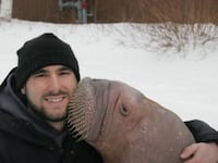 articles/2016/05/20/is-marineland-abusing-smooshi-the-walrus/160519-briquelet-smooshi-walrus-tease_fcddsi