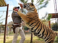 200409-bradley-tigerking-tease_cbzyk0