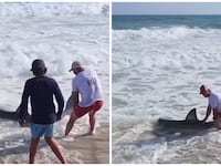 shark