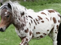 Police are pleading with the public for help finding this stolen miniature Argentine Falabella stallion and his mate.