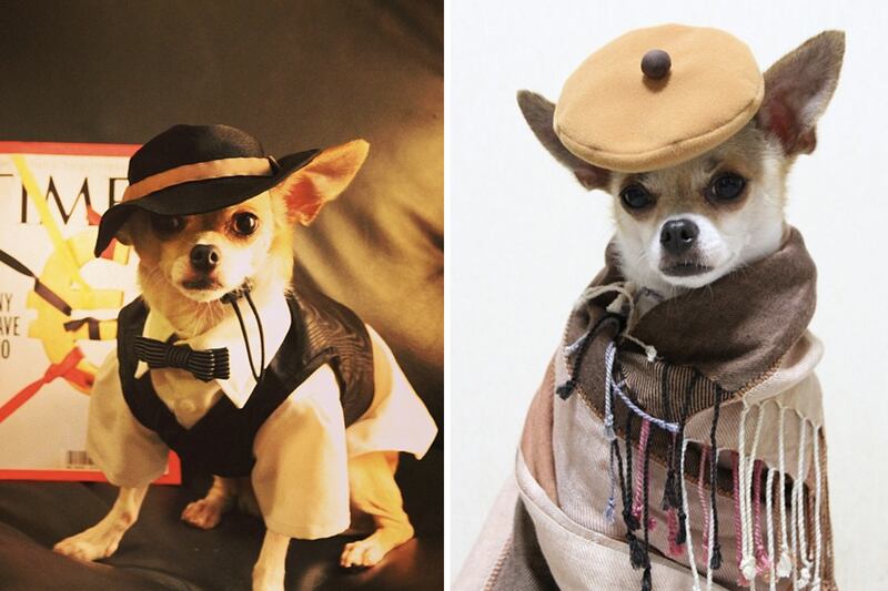 galleries/2013/08/13/the-11-best-dressed-dogs-of-instagram-photos/montijiro_r2fw6v