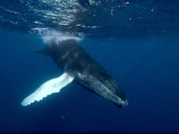 220905-google-whale-hero_ggfe4j