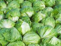 Agriculture - Harvested Iceberg lettuce / Santa Maria, California, USA. (Photo by: Tony Hertz /Design Pics Editorial/Universal Images Group via Getty Images)
