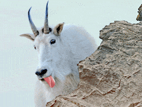 220224-modlin-goats-hero_rqxrwi