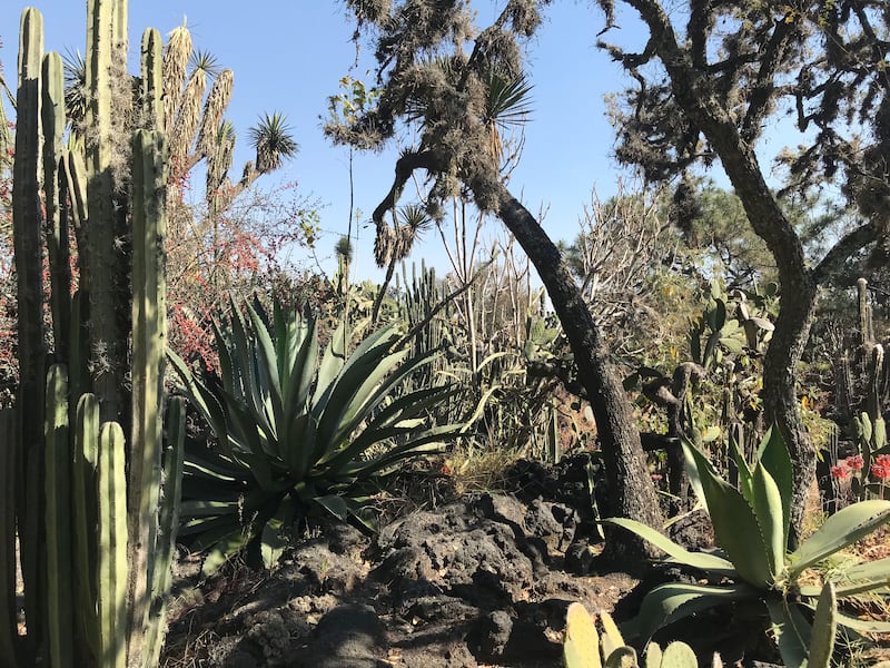 190810-frye-mexico-green-spaces-embed-UNAMBotanicalGarden_dmzctv