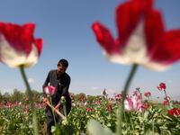 180130-Lachlan-afghanistan-opium-tease_bpvyjm