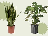 houseplants_v1ec4r
