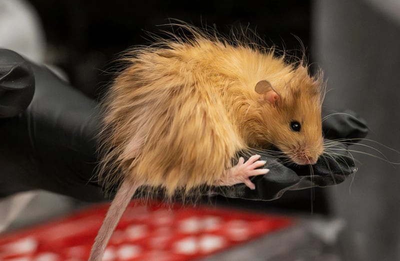 The company also created 36 woolly mice.