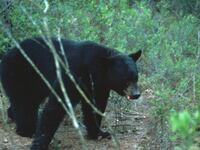 2015-10-24T120000Z_2107462730_TM3EBAN1BCL01_RTRMADP_3_USA-HUNTING_vcetrw