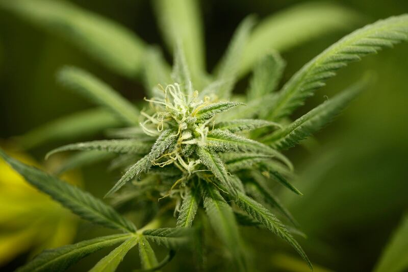 articles/2012/09/27/inside-obama-s-war-on-weed/medical-marijuana-dealer-ross_cll8yg