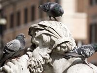 articles/2016/01/04/the-eternal-city-is-collapsing-because-of-crap/160103-nadeau-rome-birds-tease_jfcu4z