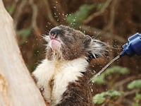 image of koala from adelaide australia getting water squirted on him heat wave heatwave climate change global warming summer