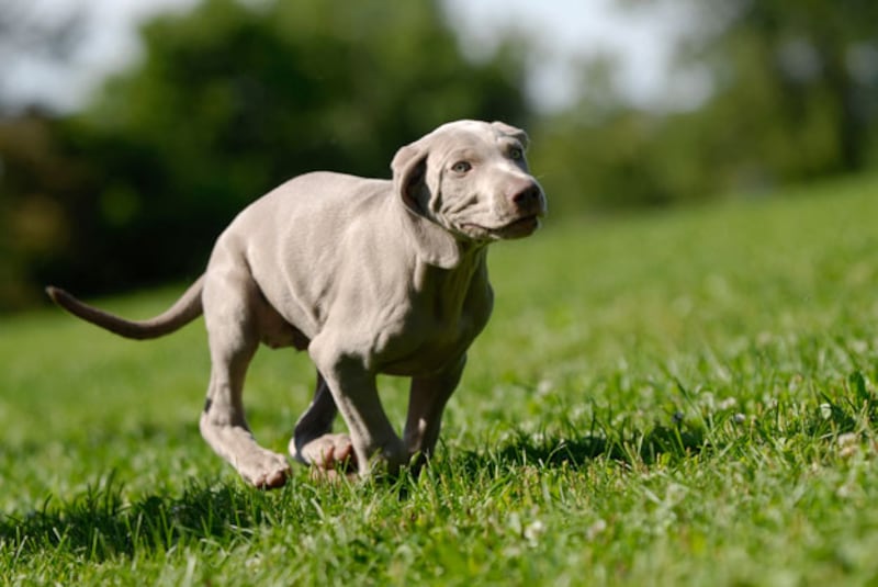 galleries/2010/10/29/dangerous-dogs/dangerous-dogs---weimaraner_knyonm
