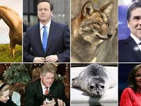 galleries/2012/03/03/david-cameron-rides-rebekah-brooks-horse-and-other-political-animal-scandals-photos/political-animal-scandals-tease-more_kaeap0