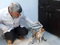 180302-cat-man-aleppo-tease_kqeo32