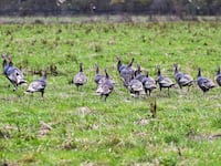 Turkeys at a farm in California.