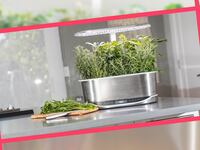 Aerogarden_Sale_cysqs0