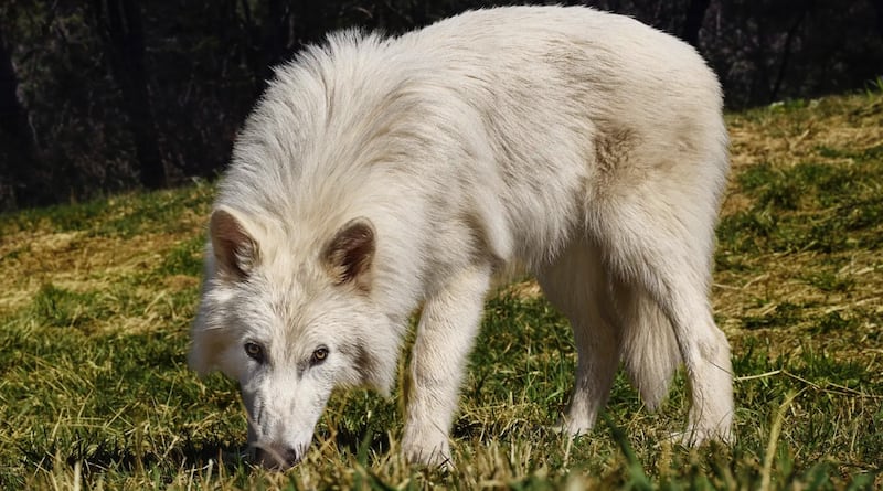 The wolves are already 80 pounds.