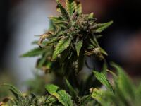 A marijuana plant sits on a table.
