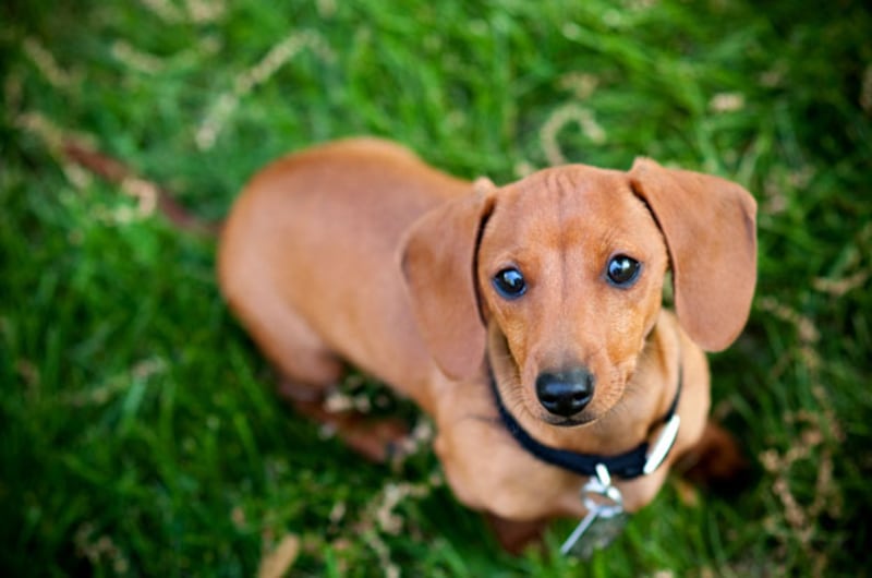 galleries/2010/10/29/dangerous-dogs/dangerous-dogs---daschund_kevj1z