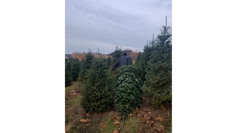 171207-Caminero-Balsam-Christmas-gallery-03_revcrb