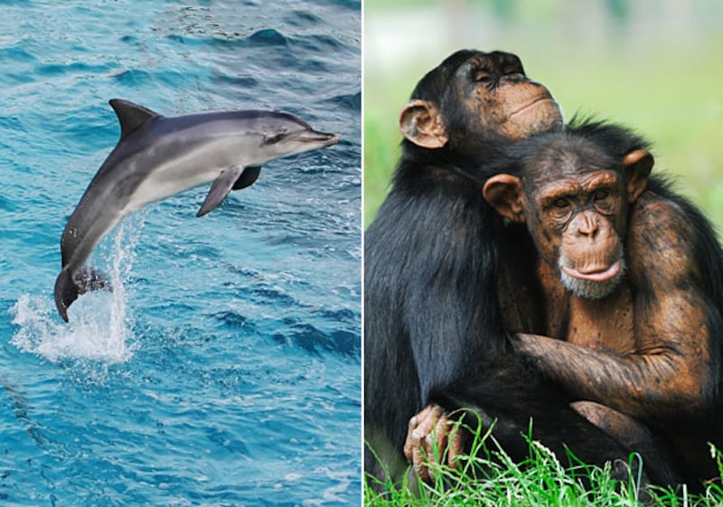 galleries/2010/11/28/animal-iqs/animal-iqs---dolphins-chimps_nshdha