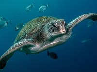 GREEN TURTLE