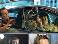 articles/2011/07/05/pirates-of-the-caribbean-the-hangover-part-ii-favorite-movie-monkey-scenes/best-monkey-movie-scenes-box_ncvmdv