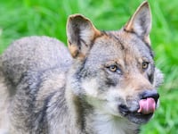 A wolf attacked the eight-year-old at a German zoo.