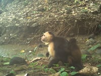 A baby howler monkey clings to a male capuchin in trap-camera footage shot on Jicarón Island off the coast of Panama.