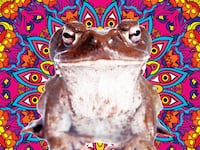 articles/2016/04/30/toad-venom-weird-trip-or-cancer-cure/160429-haglage-toad-venom-tease_rtps3z