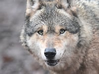 FILED - 12 February 2026, Baden-Württemberg, Cleebronn: A wolf runs through an enclosure at the Tripsdrill Wildlife Park. Photo: Bernd Weißbrod/dpa (Photo by Bernd Weißbrod/picture alliance via Getty Images)