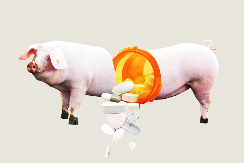 articles/2013/12/12/is-your-bacon-on-drugs/131211-antibiotics_farmanimals_mupe27