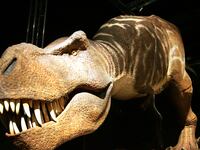 ebay baby trex t rex tyrannosaurus rex son of sampson alan detrich paleontology