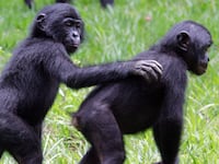 articles/2013/04/05/what-can-animals-teach-us-about-our-morality/130403-bonobo-and-atheist-herrit-tease_x8n65i