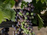 articles/2013/10/09/not-the-story-you-were-expecting-from-lebanon/130929-grapevines-tease_ly5plb