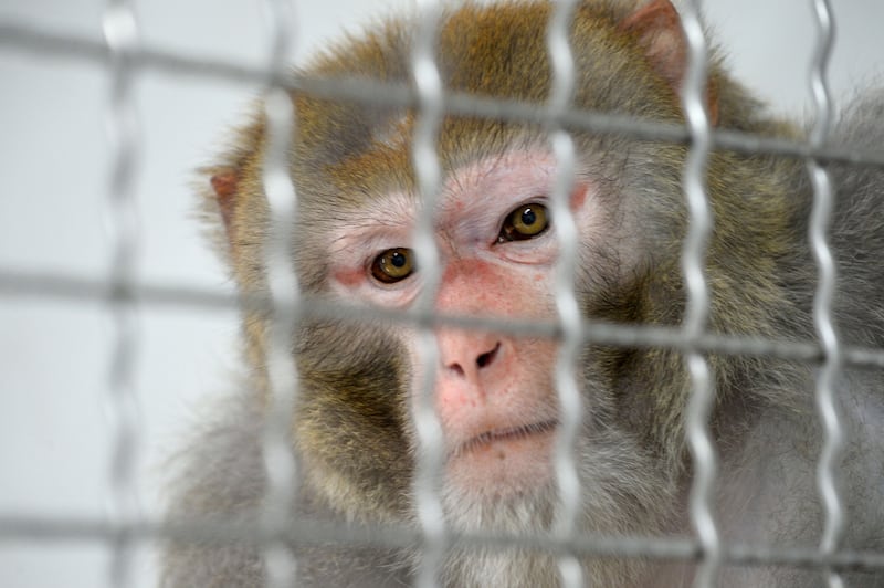 Rhesus macaque monkeys are typically used for tuberculosis research.