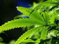 010821-weed-cheat_p45ndq