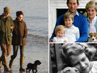 galleries/2012/02/02/prince-william-and-kate-s-new-puppy-joins-long-history-of-royal-dogs-photos/royal-dogs-sykes-tease_br5jw8