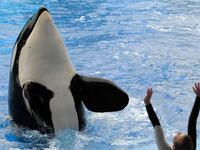 articles/2013/12/10/blackfish-prompts-seaworld-mass-exodus-for-bands-boycott-may-be-imminent/131210-seaworld-mass-exodus-tease_mwotr2